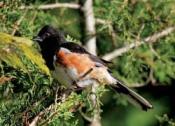 Eastern Towhee